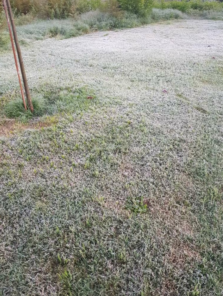 La primera del año pastos blancos por la heladita del martes